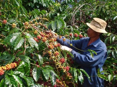  Dư nợ cho vay đối với cây cà phê của Agribank đạt 13.397 tỷ đồng,  chiếm 30% tổng dư nợ cho vay của các tổ chức tín dụng trên địa bàn