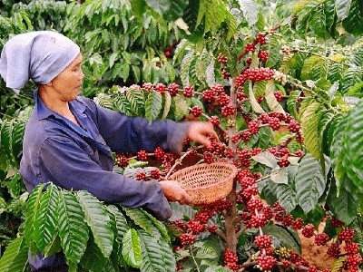  10.436 ha diện tích cà phê đã được tái canh từ nguồn vốn Agribank